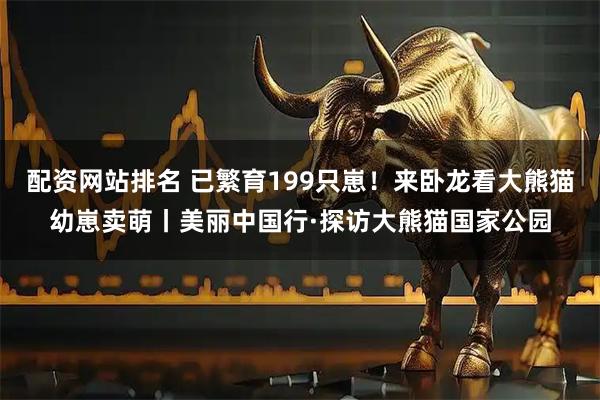 配资网站排名 已繁育199只崽！来卧龙看大熊猫幼崽卖萌丨美丽中国行·探访大熊猫国家公园